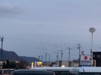 大空の大群